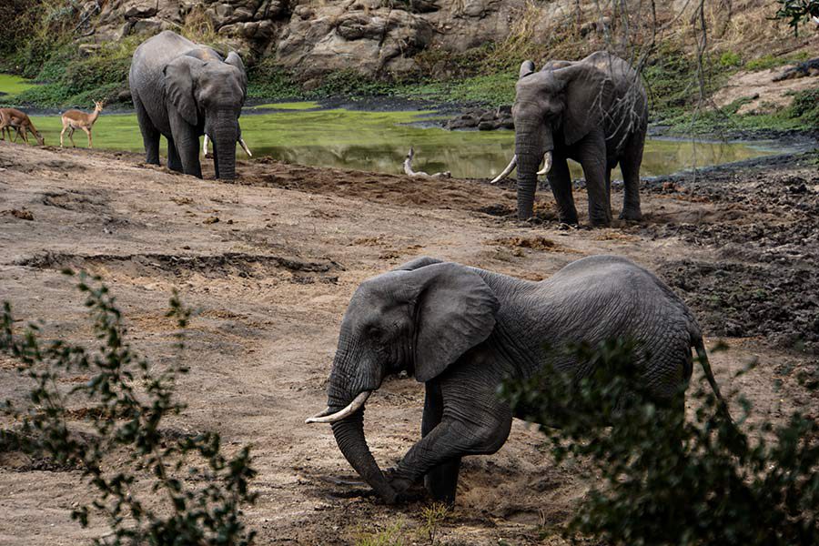Elefanten (© Matthias Holtmann/Sabine Scho)
