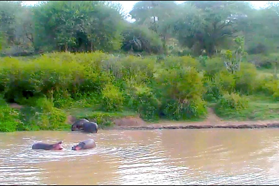Laikipia County Hippos
